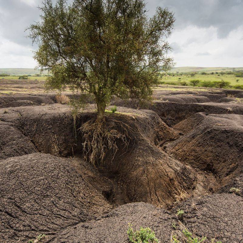 Soil Erosion: A Growing Threat