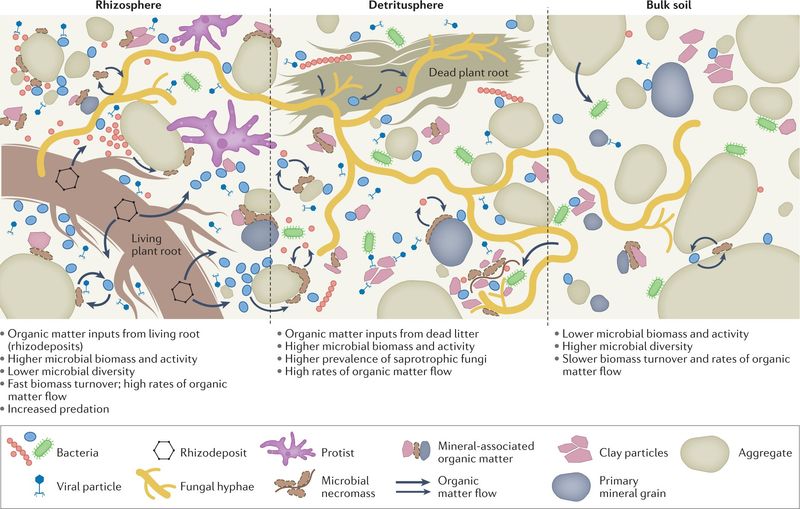 Soil Microorganisms