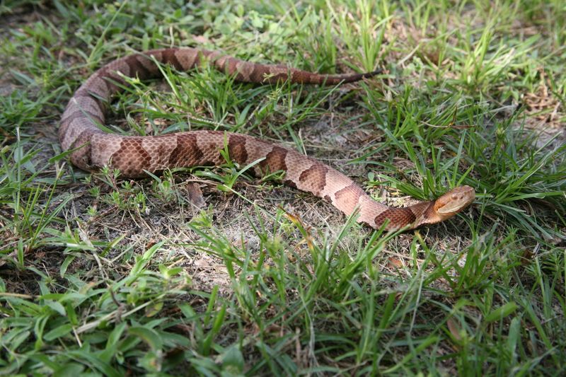 Southern Copperhead