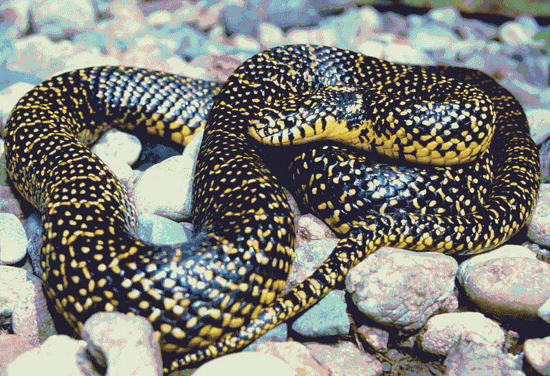 Speckled Kingsnake