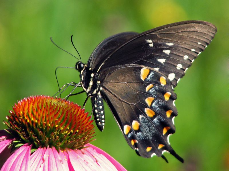 Spicebush Swallowtail