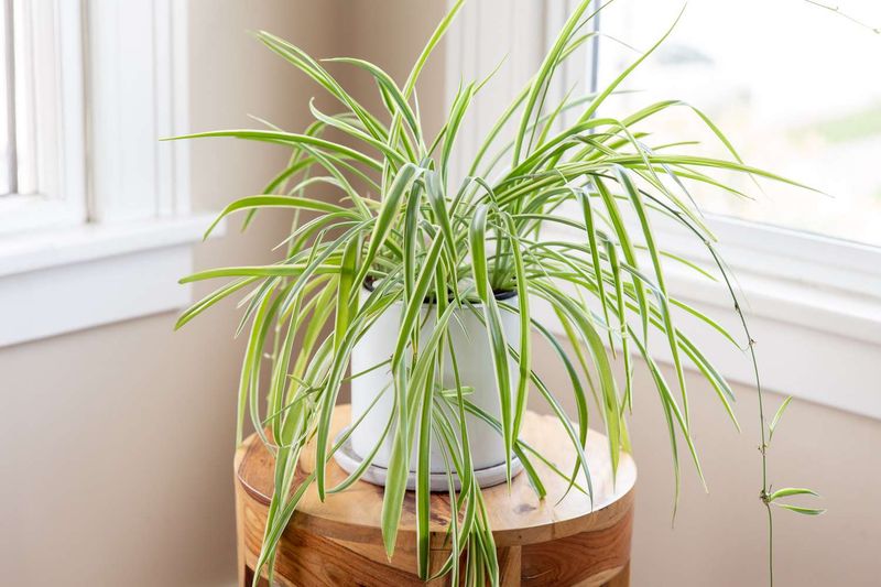 Spider Plant