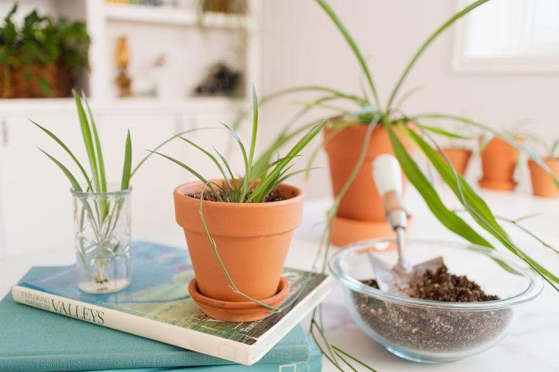 Spider Plant