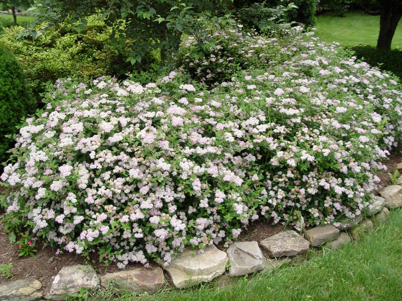 Spirea