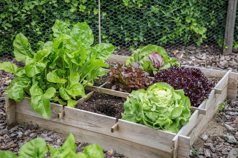 Square Foot Gardening