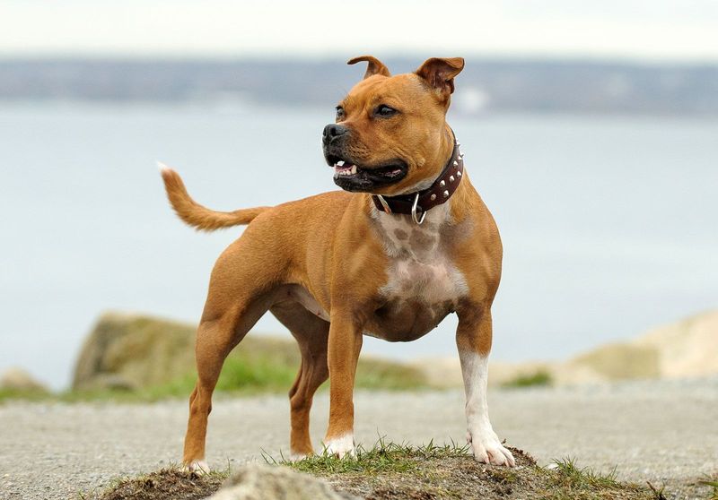 Staffordshire Bull Terrier