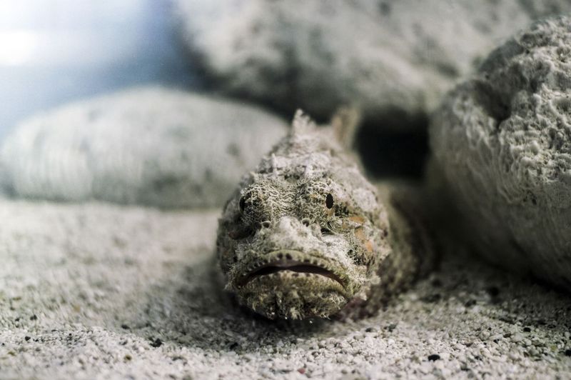 Stonefish