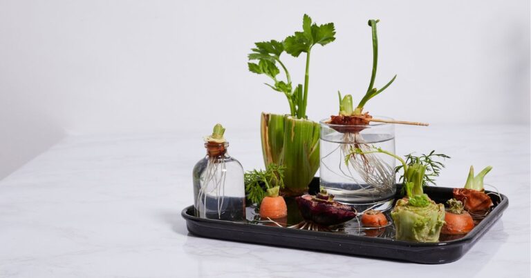 Stop Buying These 14 Vegetables – Regrow Them at Home for Free!