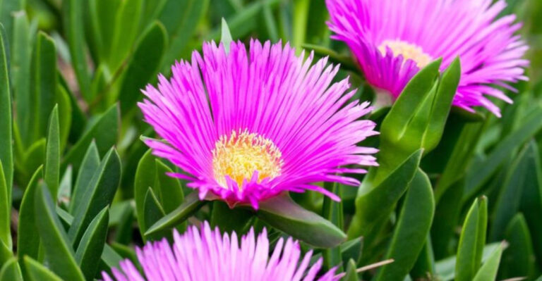 Stop Overwatering! 17 Plants That Prefer Dry Soil