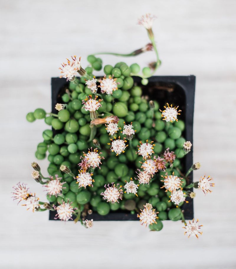 String of Pearls (Senecio Rowleyanus)