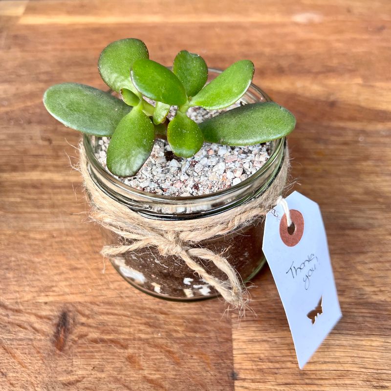 Succulent: Jade Plant