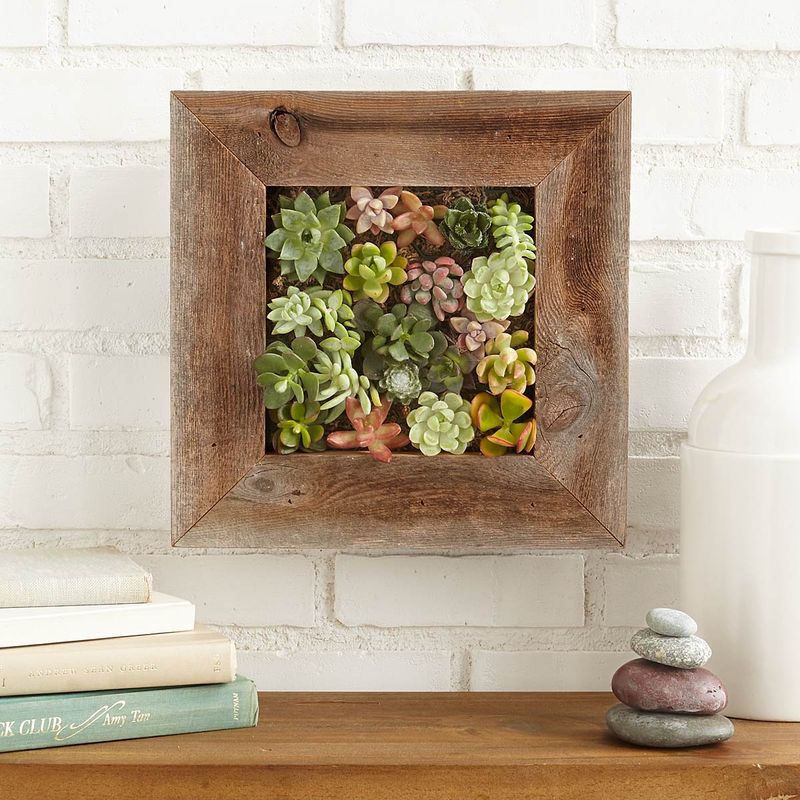 Succulent Wall Frame