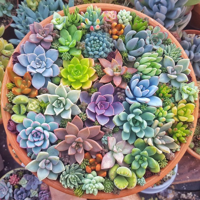 Succulents