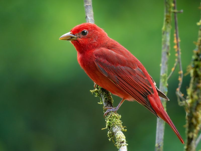 Summer Tanager