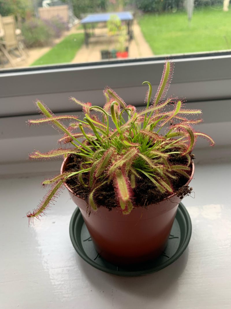 Sundew