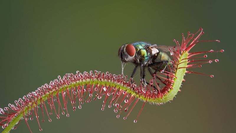 Sundew