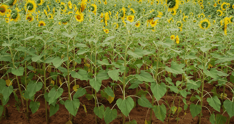 Sunflowers