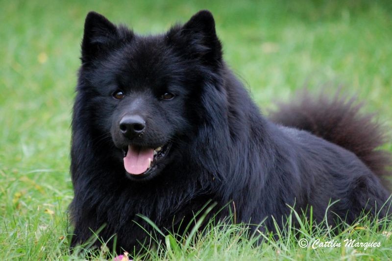 Swedish Lapphund