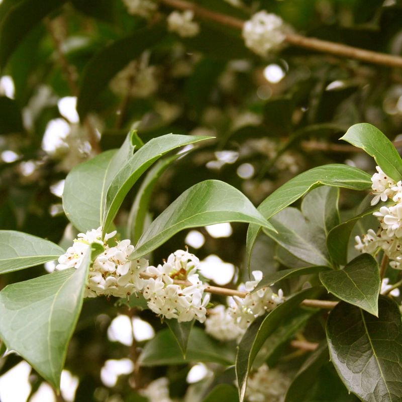 Sweet Olive (Osmanthus fragrans)