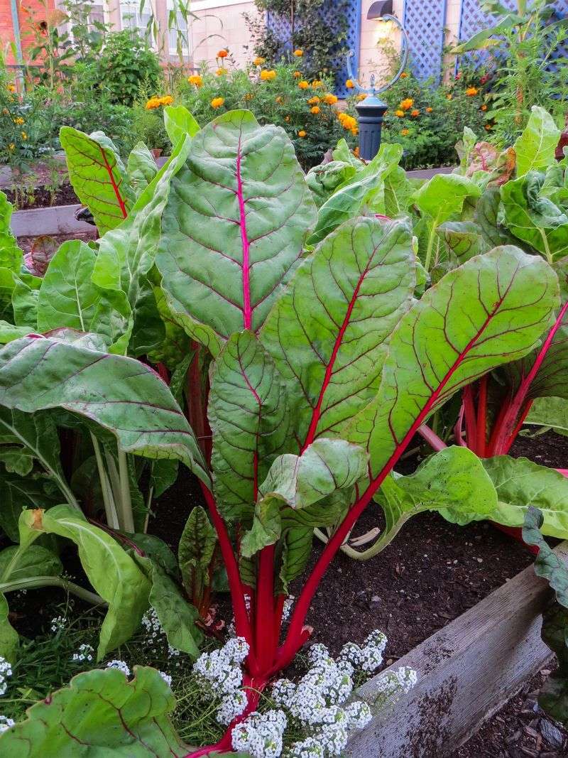 Swiss Chard