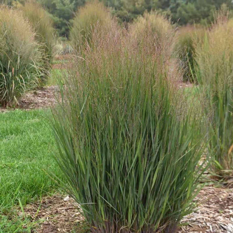 Switchgrass