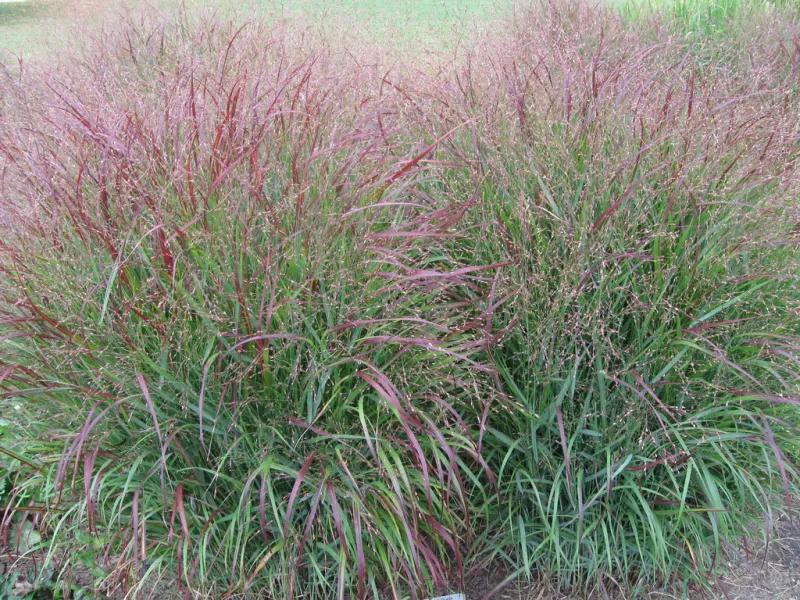 Switchgrass (Panicum virgatum)