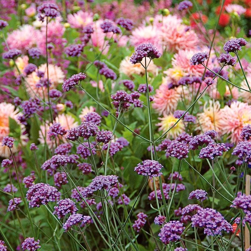 Tall Verbena