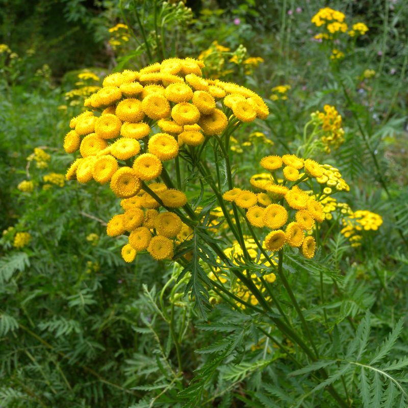 Tansy