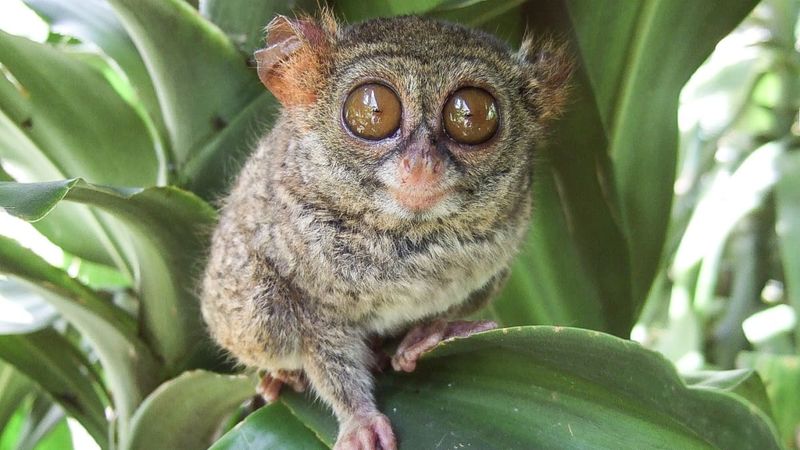 Tarsiers