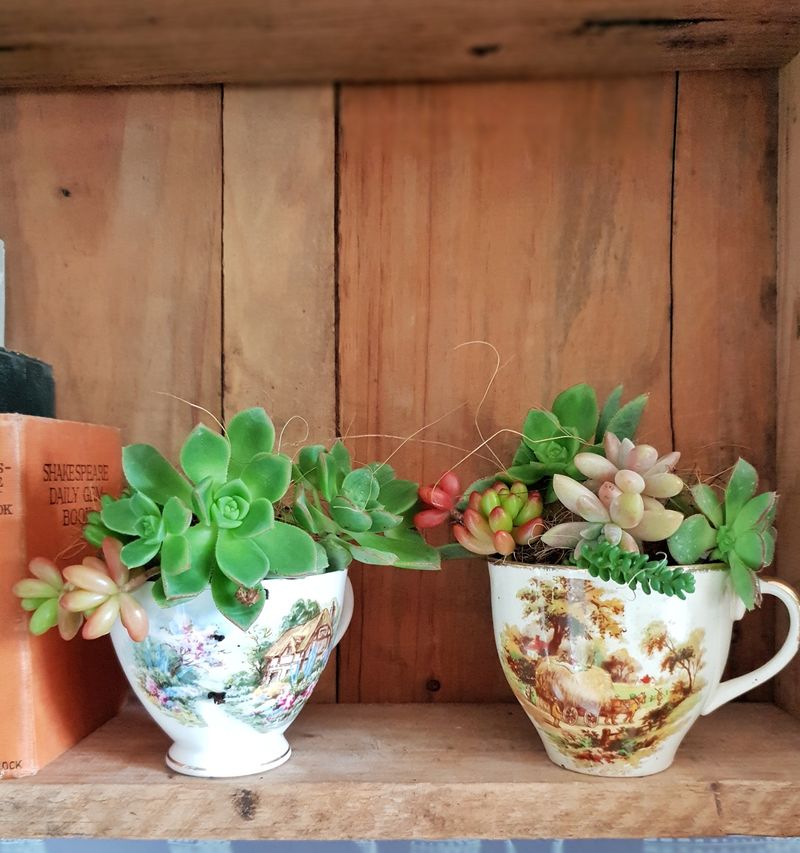 Tea Cup Succulent Planters