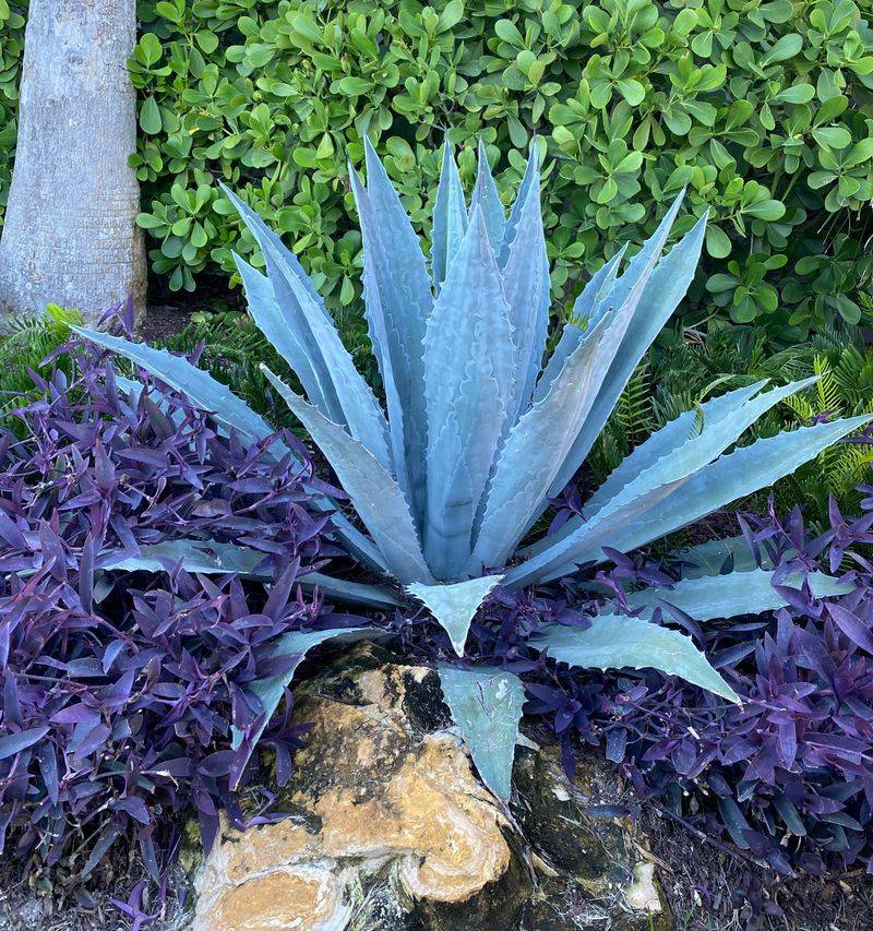 Teal Agave