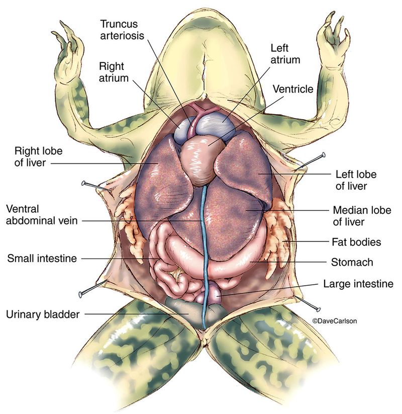 The Anatomy of a Frog