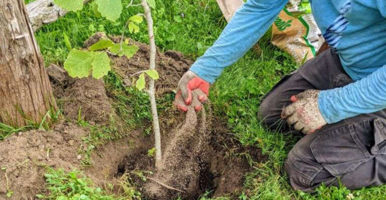 The Best Time to Plant Trees for Long-Term Health and Growth