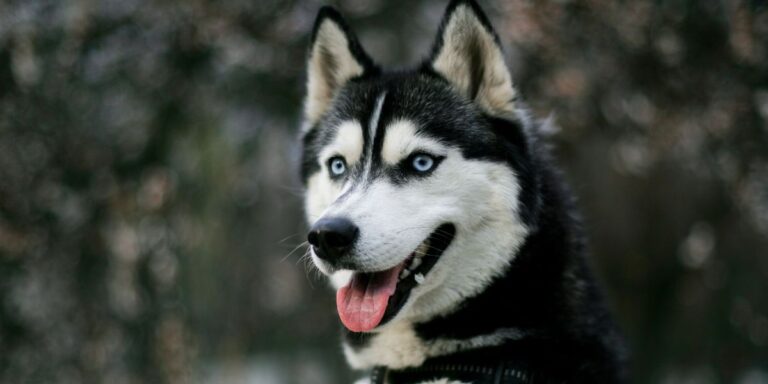 The Dog Breeds Owners Regret Getting