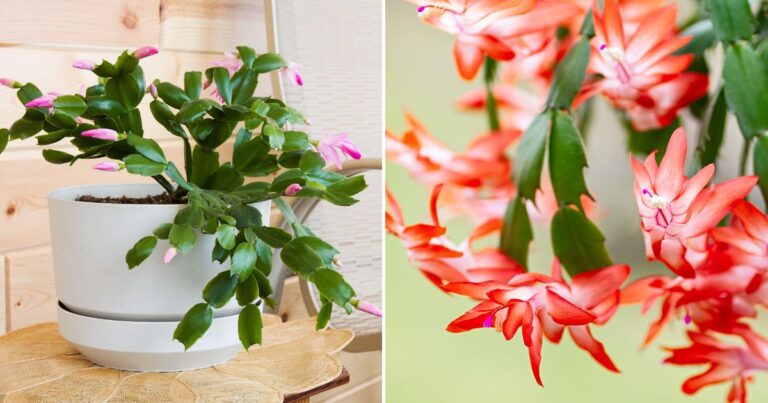 The Great Debate: Christmas Cactus or Thanksgiving Cactus? How to Identify and Maintain Each