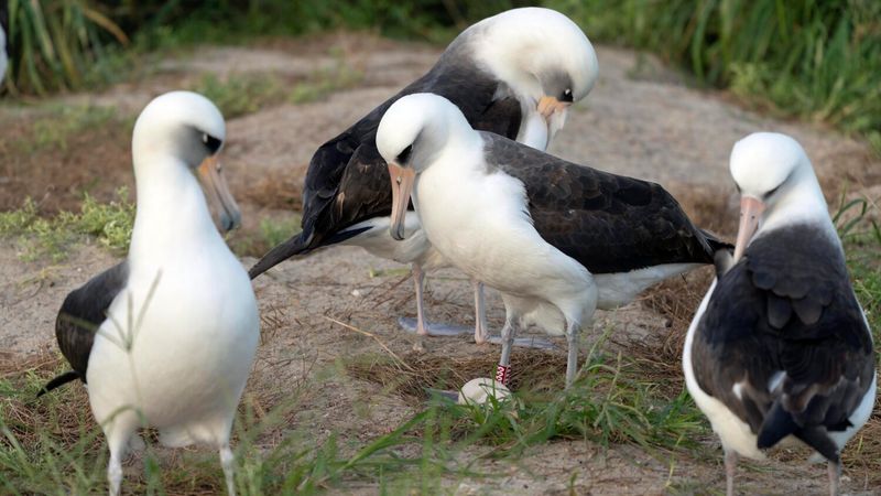 The Life Cycle of Laysan Albatrosses