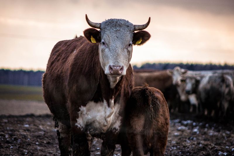 The Longhorn's Lesson