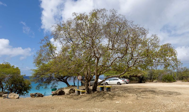 The Manchineel Tree