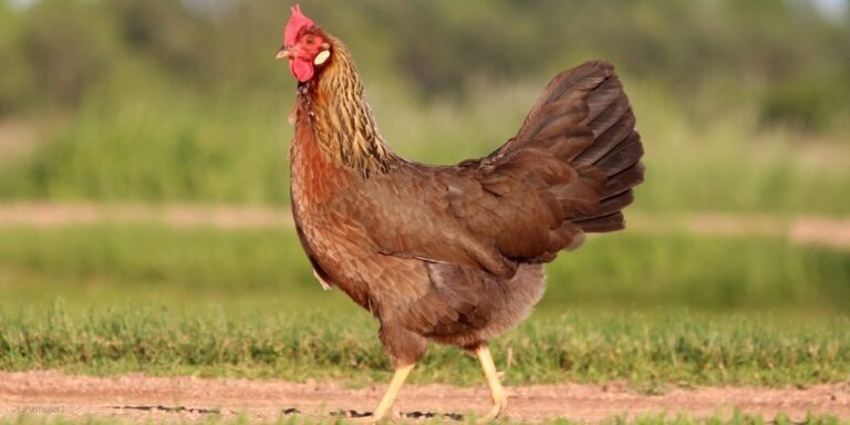 The Most Common Worms Found in Backyard Chickens
