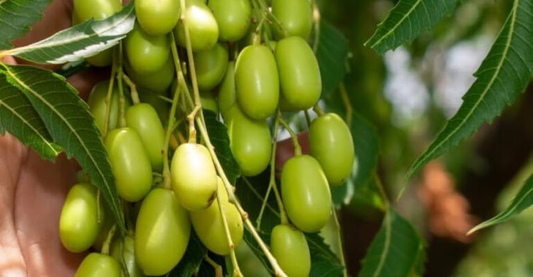 The Neem Tree: Nature’s Ultimate Backyard Superpower