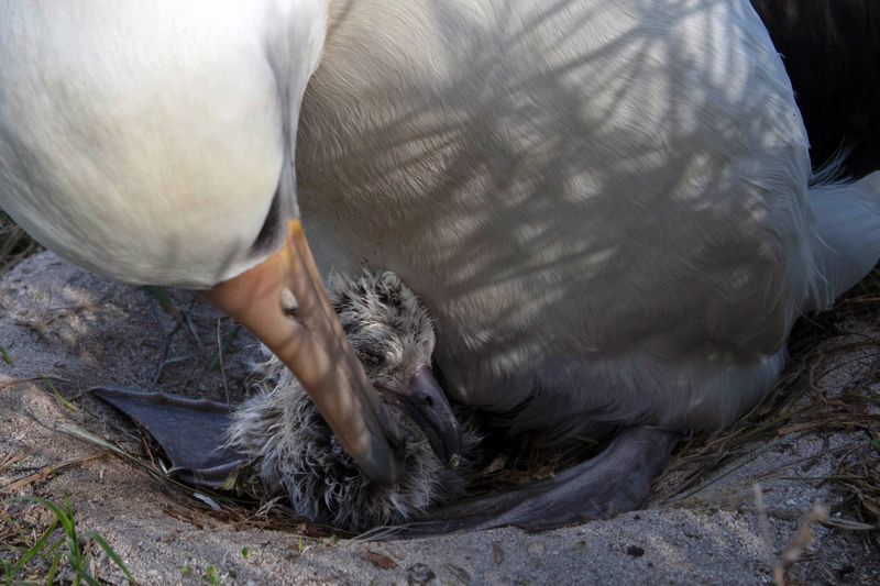 The Role of Midway Atoll in Wisdom's Life