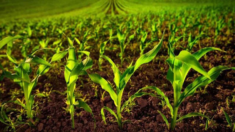 The Role of Soil in Agriculture