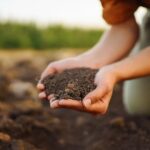 The Science Behind Soil: What It’s Made Of and Its Origins