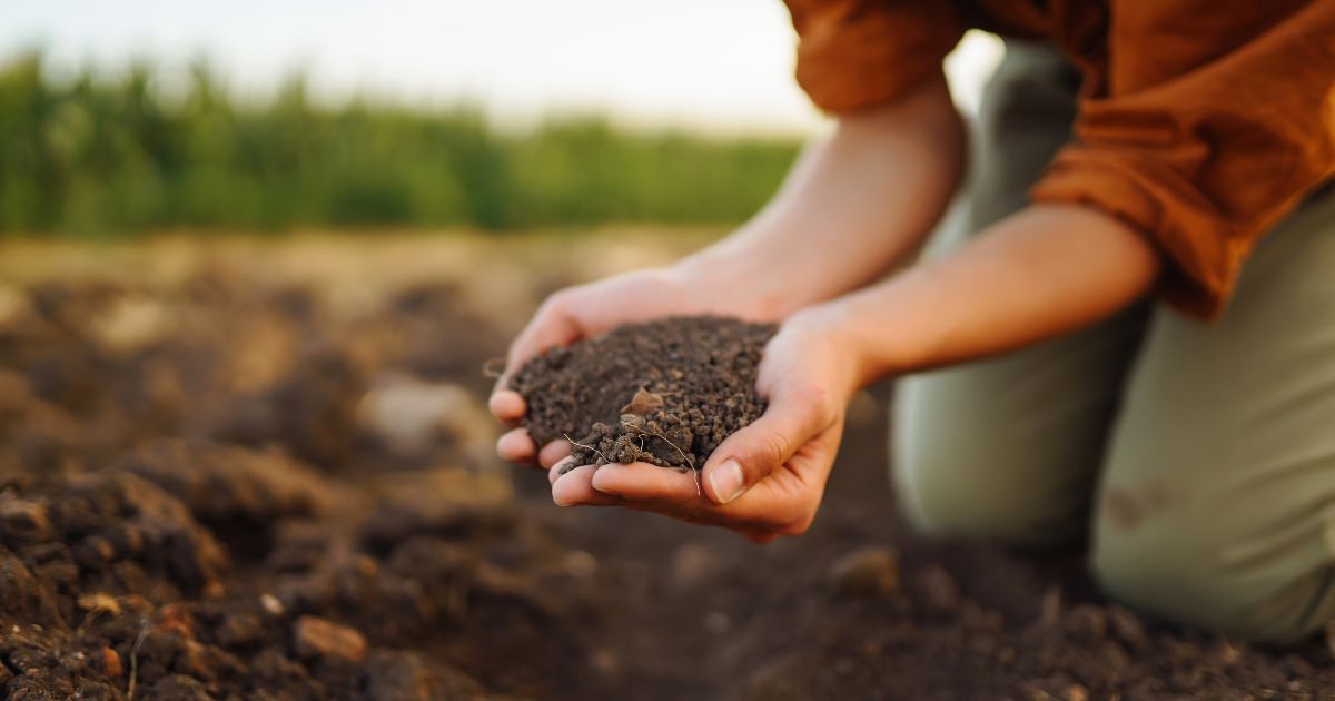 The Science Behind Soil: What It’s Made Of and Its Origins