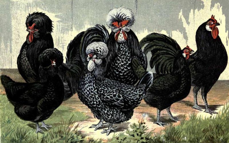 Third Day: Three French Hens