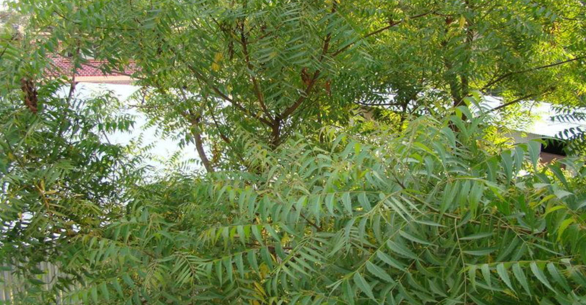 This Fast-Growing Tree Will Transform Your Yard with Its Amazing Benefits