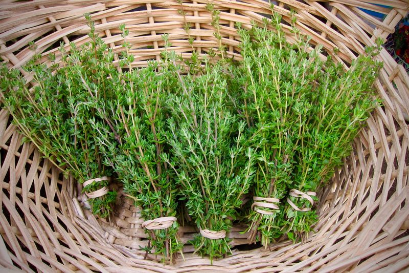 Thyme