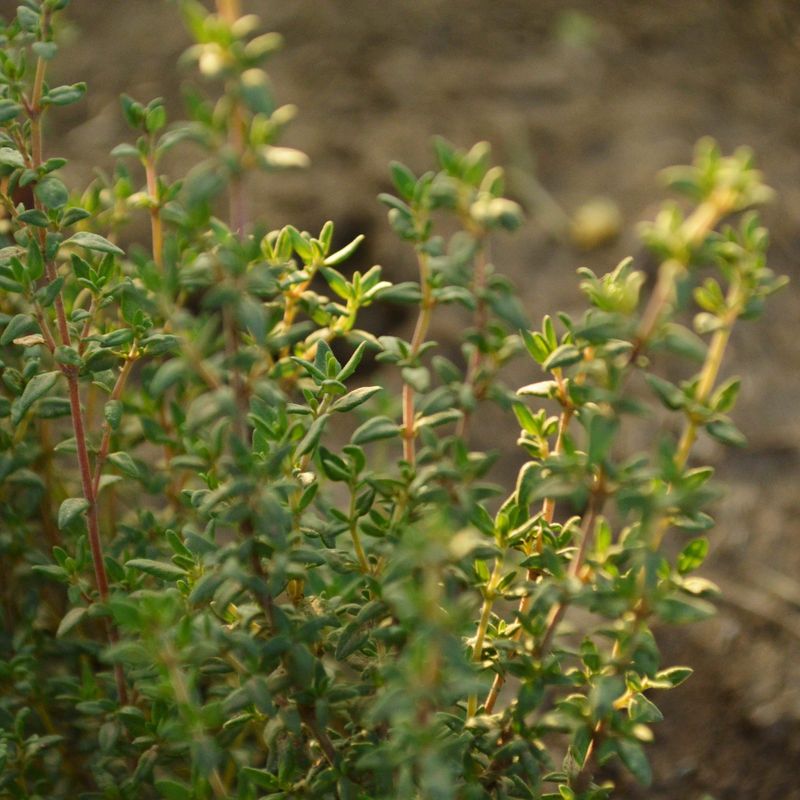 Thyme