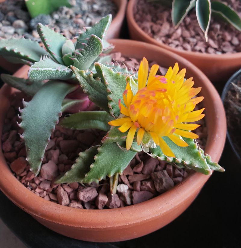 Tiger Jaws (Faucaria Tigrina)