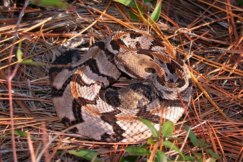 Timber Rattlesnake